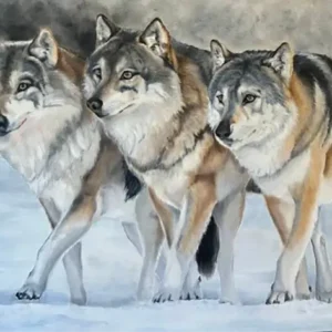 Wolf Pack — Carefree, Curious, Cautious