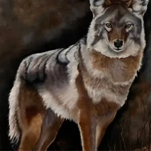 Coyote — Moonlight in Oakbrush