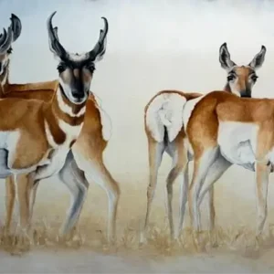 Pronghorn on the Blue Mesa